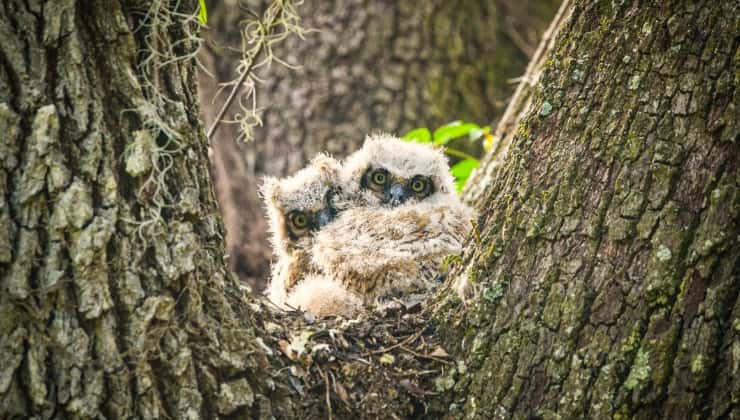 Cuccioli di gufo cornuto in natura