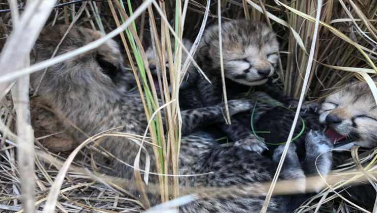 4 Cuccioli di ghepardo asiatico