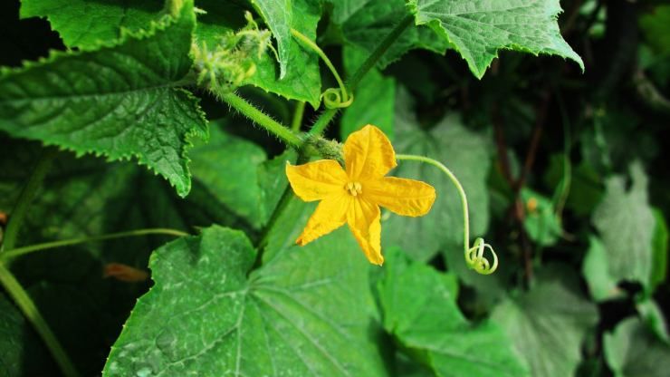 Pianta di zucca