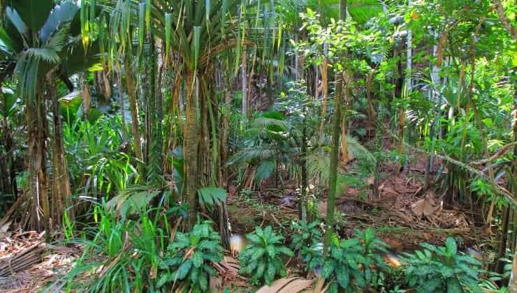 Fitta vegetazione, foresta pluviale