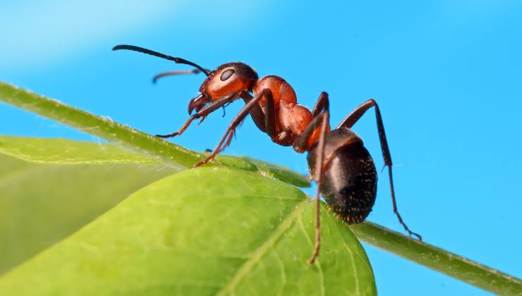 Invasioni di formiche