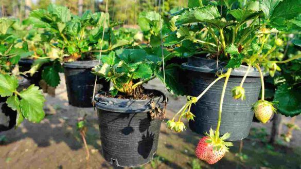 fragole in vaso