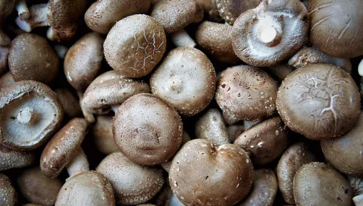 Funghi shiitake