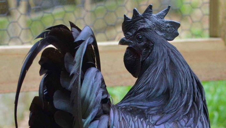 Ayam Cemani