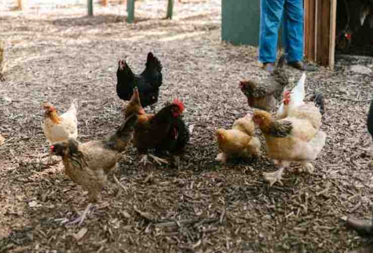 Uova da galline allevate a terra