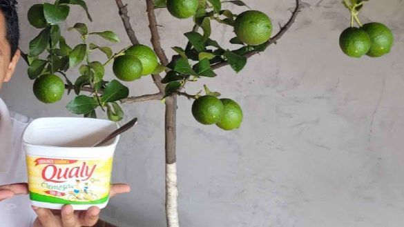 ingrediente per pianta di limoni