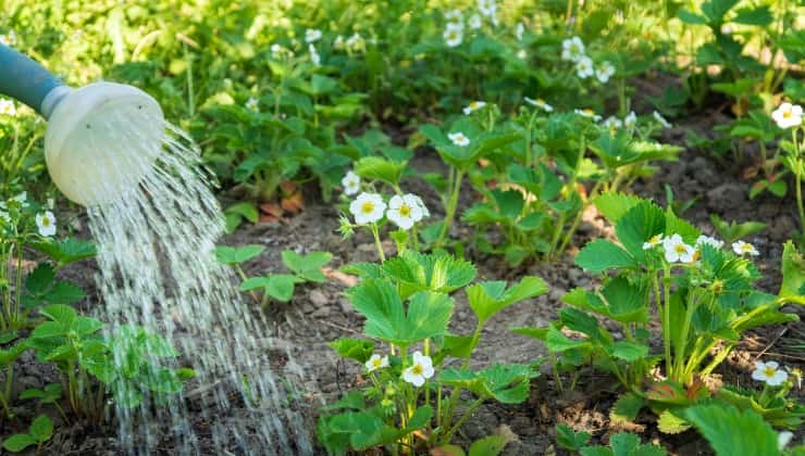 Innaffiare le piante con acqua della mozzarella