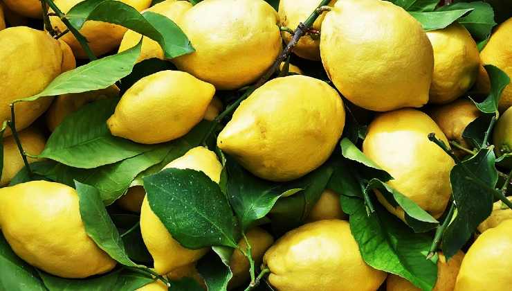 Sai perché le foglie del limone si arricciano?