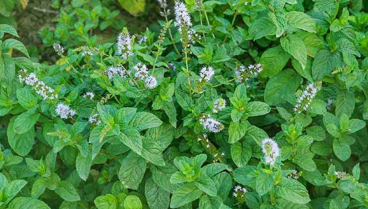 Menta velenosa, se noti questo dettaglio è da buttare