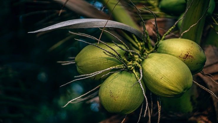 Noce di cocco racchiuso nel mallo