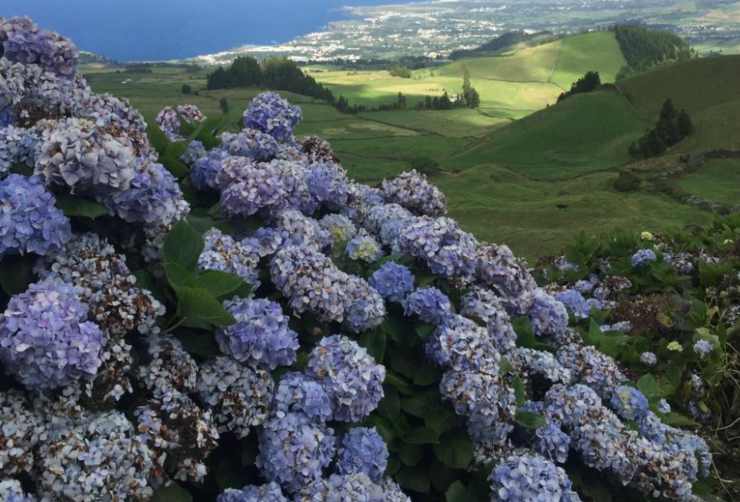 giardino delle ortensie spettacolo