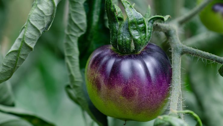 pomodoro nero proprietà