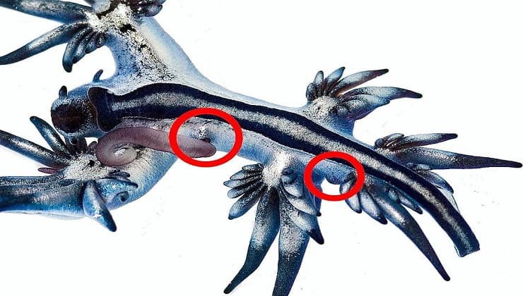 Poro genitale e ano, Glaucus atlanticus