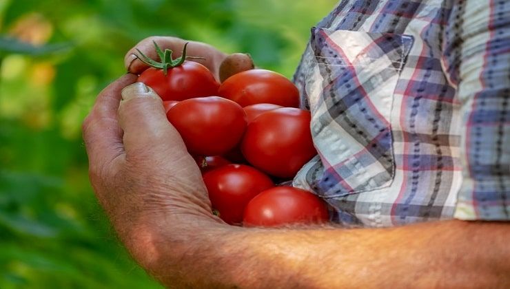 Raccolto abbondante con l'urea