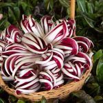 Radicchio, pasta ai 4 cavalieri dell'apocalisse