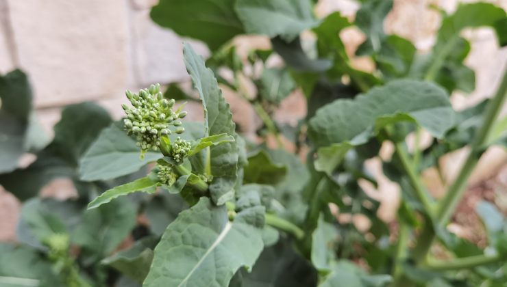 Cime di rapa