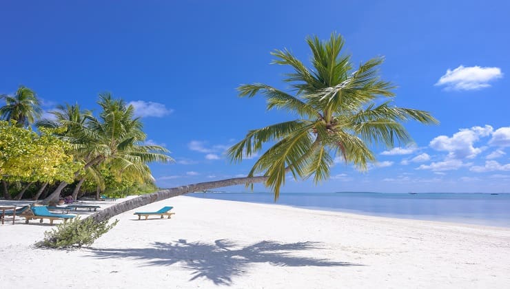 Spiaggia con palme da cocco