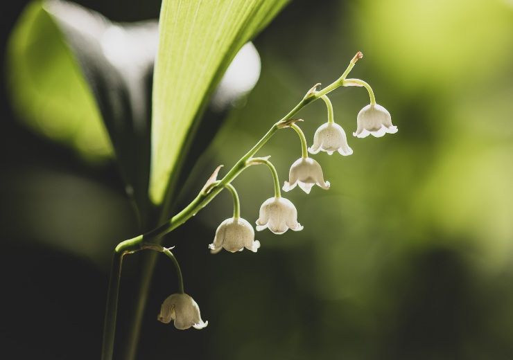 tradizione Mughetto in fiore