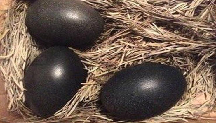 Contadino trova uova nere nel giardino