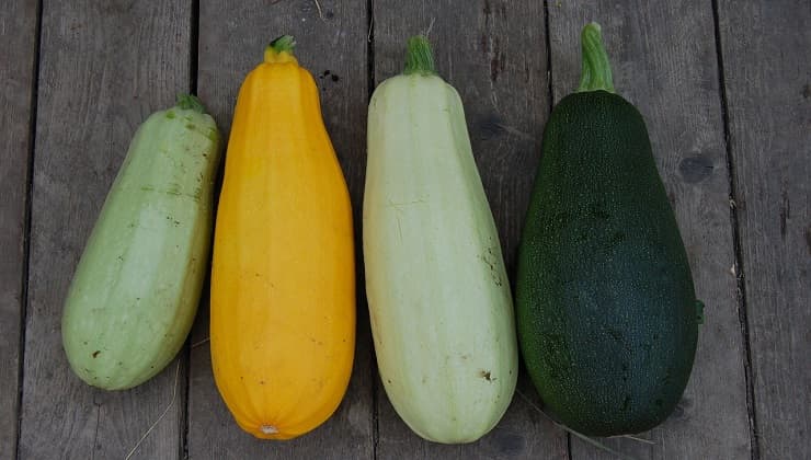 Varietà zucchine