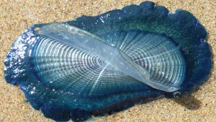 Strana specie avvistata nelle nostre spiagge