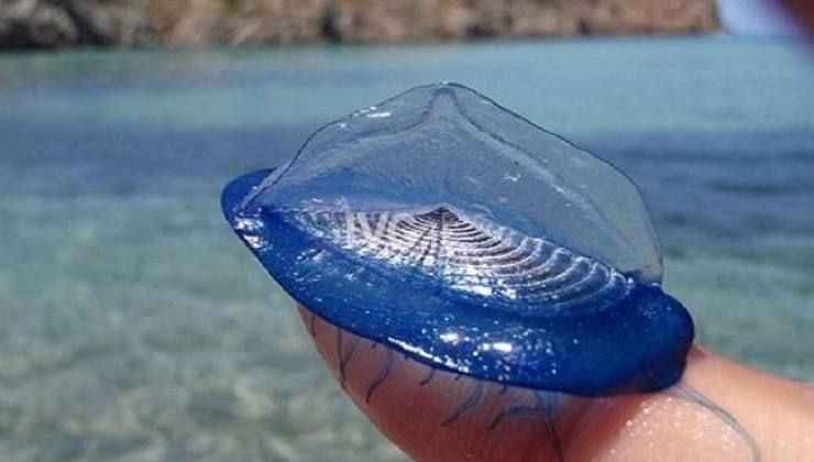 Velella 