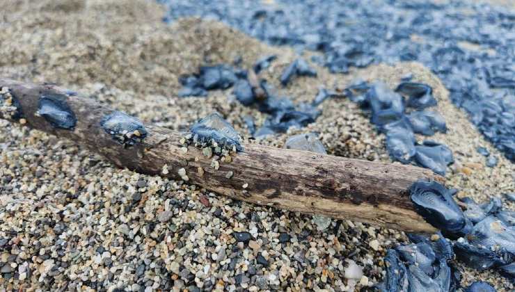 Velelle sulle spiagge italiane