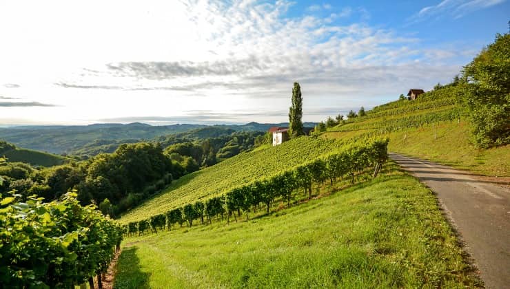 Vigneti sulla Strada del vino 