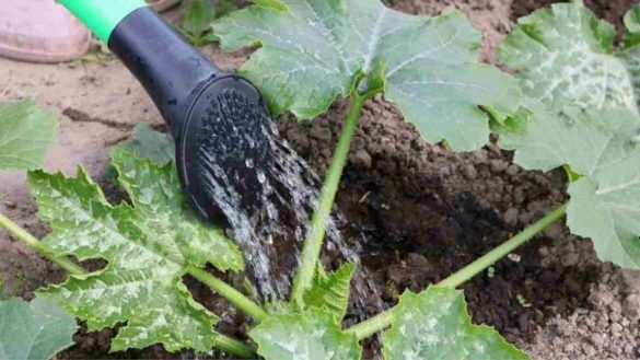 Annaffiare le zucchine