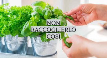 Basilico, non raccoglierlo mai così: in questo modo farai seccare subito la pianta