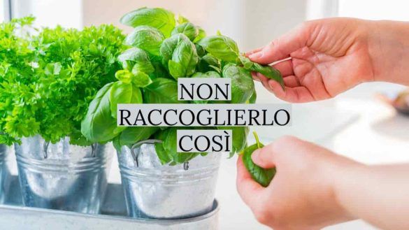Basilico fresco