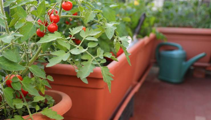 Come coltivare i pomodori in vaso