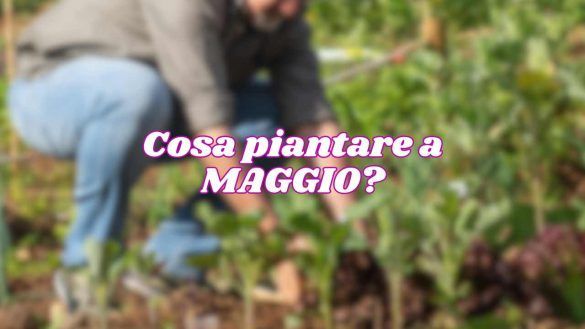 Cosa piantare a maggio