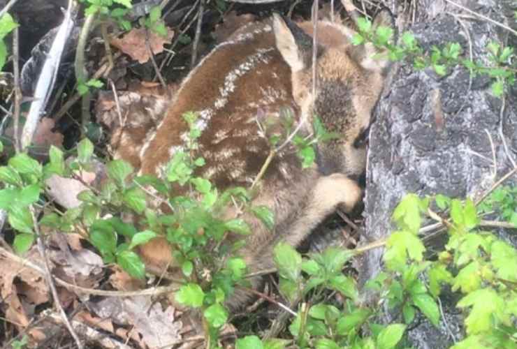 Avvistamento di un cucciolo di capriolo