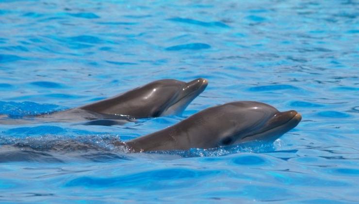 Avvistamento di delfini nei mari italiani 