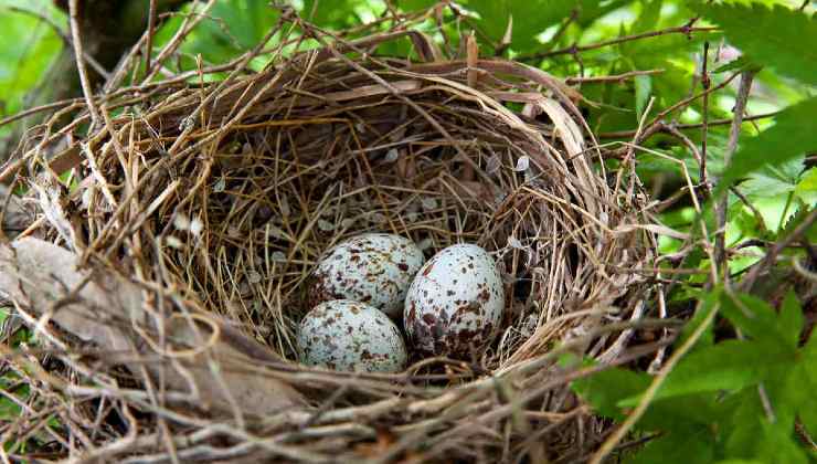 Diverse uova di piccoli uccelli