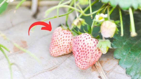 Fragole bianche