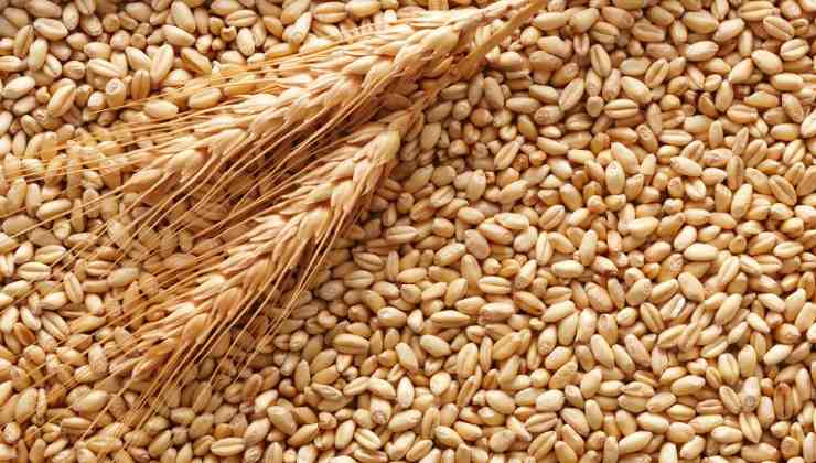 Gli aumenti di prezzo del grano