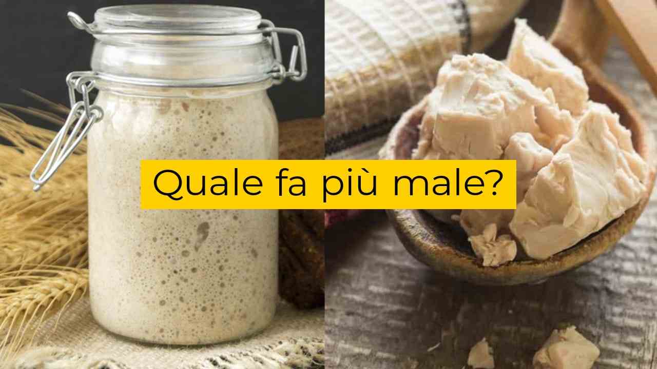 Fa più male il lievito madre o lievito di birra? Ecco cosa è consigliato  scegliere