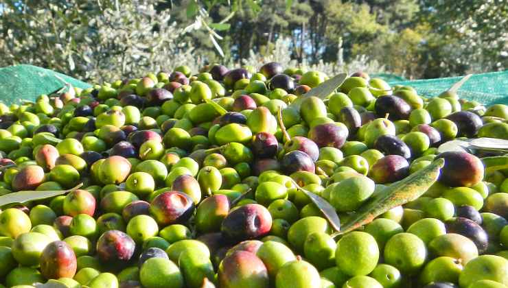 Olio d'oliva prodotto in Italia