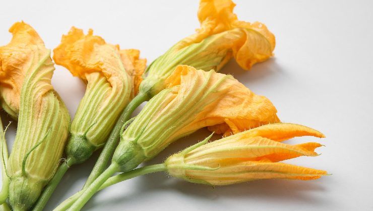 Mai raccogliere i fiori di zucca a quest'ora