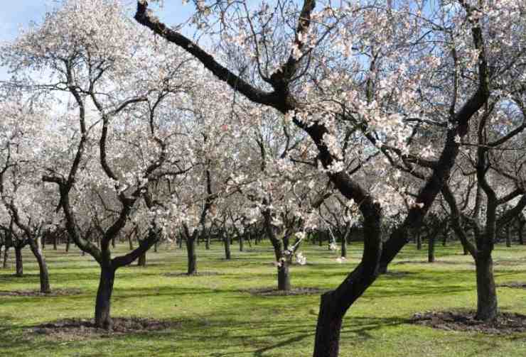 Mandorli in fiore