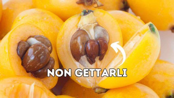 Noccioli nespole