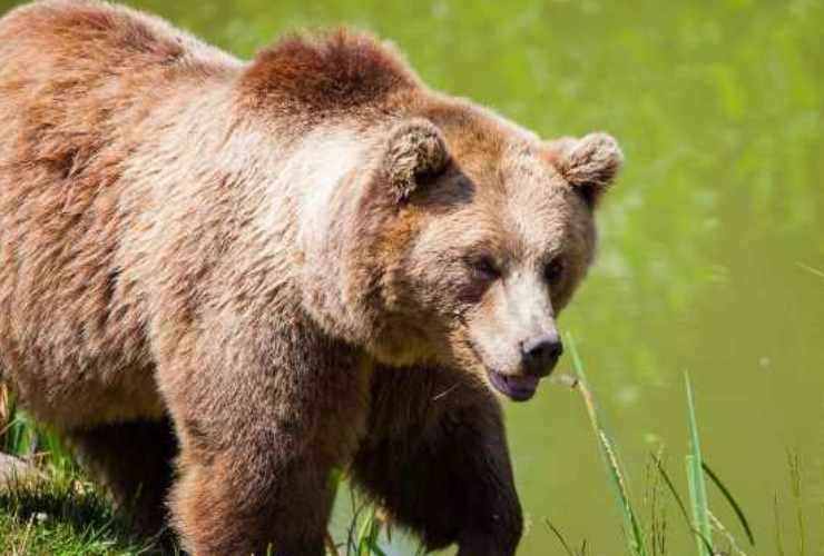 Un orso avvistato da un gruppo di escursionisti