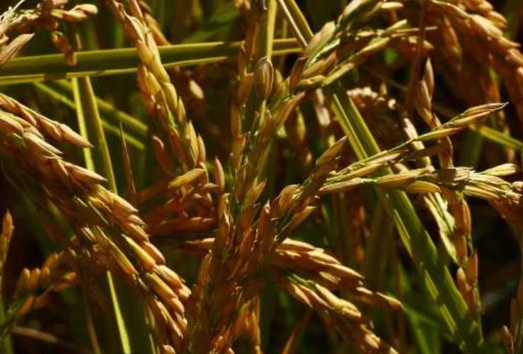 Oryza sativa