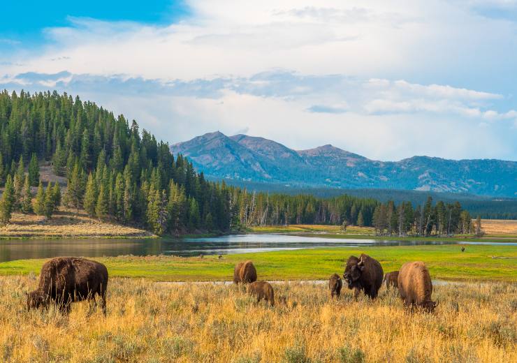 Parco Nazionale di Yellowstone