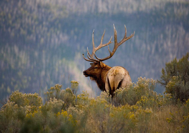 Parco di Yellowstone