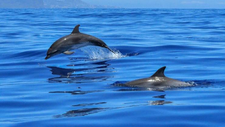 Passanti avvistano delfini