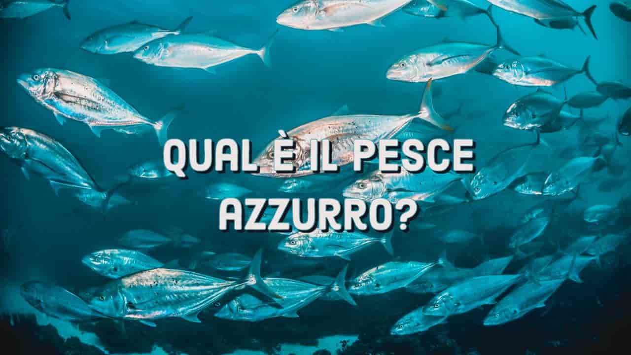 Pescado azul, ¿cuál pertenece a esta categoría?  pocos saben eso