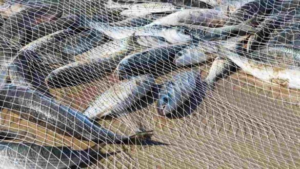 Pesce bianco o azzurro